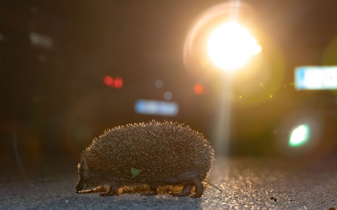 Na cestah pokažimo empatijo do živali